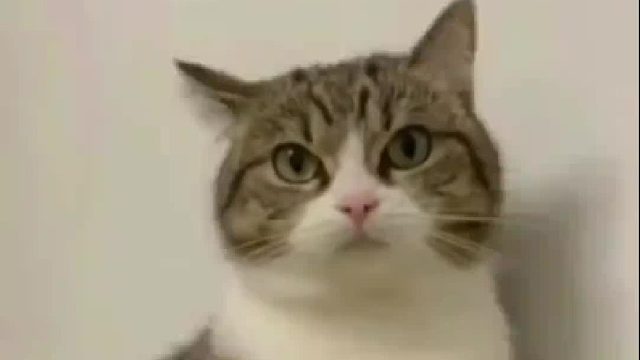 主人学猫叫，不料猫咪突然翻脸，主人发更大的脾气回烈，在猫眼里看见了惊慌失措