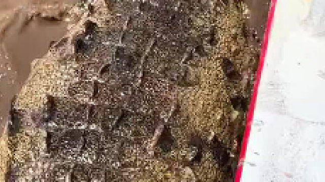 跳起来就是一口