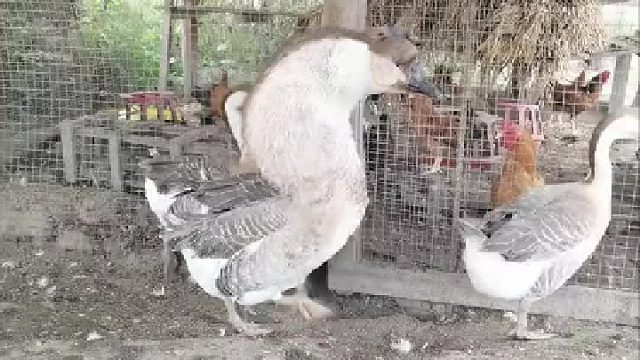 头大脖子粗不是大款就是伙夫