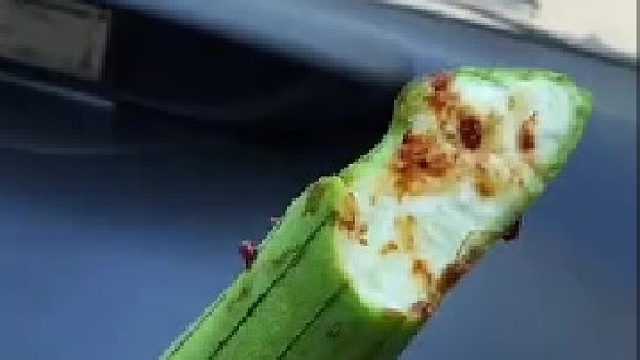 丝瓜生的也能吃吗