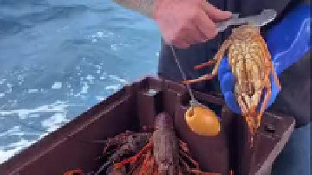 这是良心发现了吗