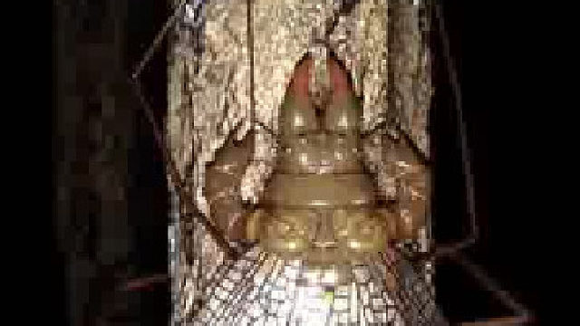 这又是什么奇怪的生物啊