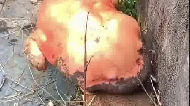 这鱼怎么还有脚啊