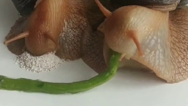 卧槽，第一次见蜗牛吃东西