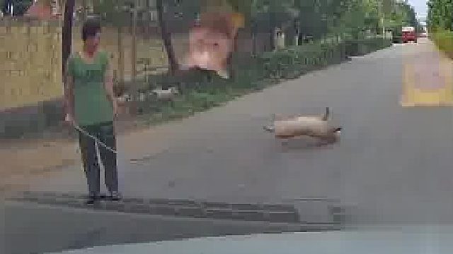 小猪窜出村道被车撞飞 ，主人看到后一笑而过
