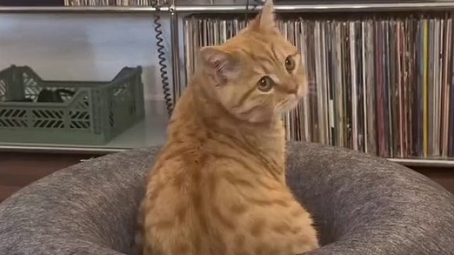 主人新买的猫窝，都还没拆，猫就迫不及待要试试