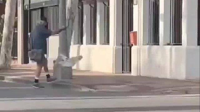 一种奇葩的溜宠物的方式