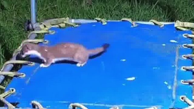 在深夜，它们有它们的小乐趣