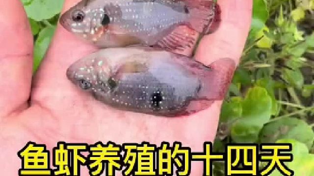 让我们一起去看看上次跑掉的鱼还在吗