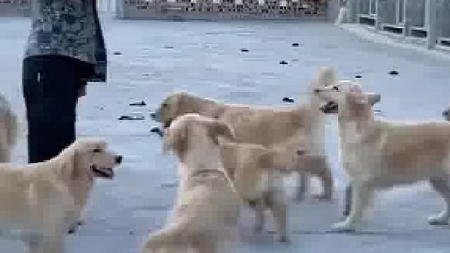 被主人踢飞饭盆之后，狗子开始绕着走了！