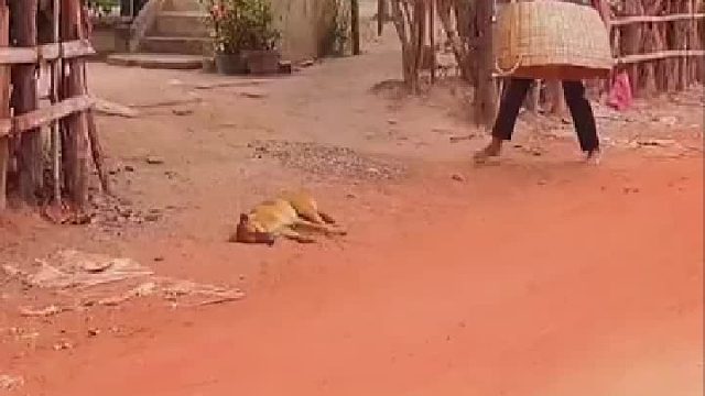 这安保系统只是一个摆设，狗狗被捕了都不知道。