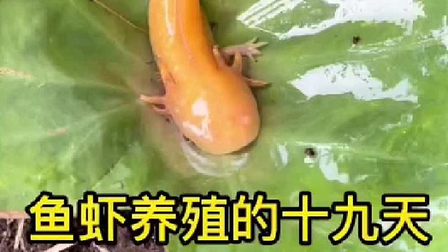 被我藏起来的小怪物怎么还变色了