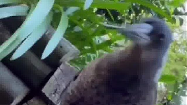 一只被救的鸟，伤好了之后，第一件事是抓了虫子喂给自己的救