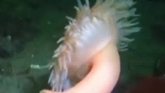 原来海葵是这样散步的，这迷人的小腰精