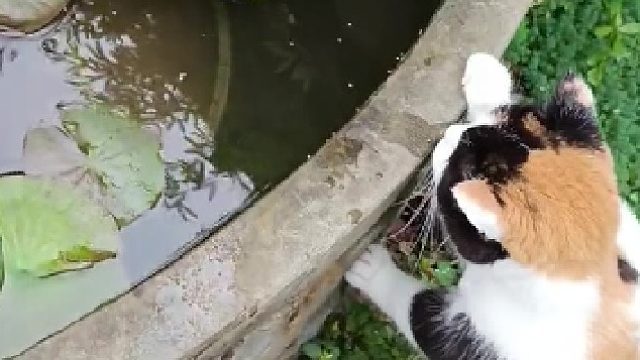 主人：抓到了？