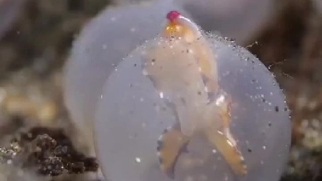 破卵而出的火焰乌贼宝宝