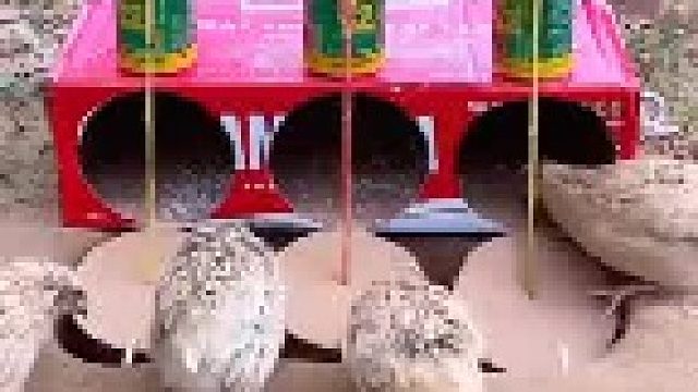 一个简易的捕鸟陷阱