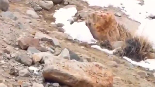 狗子一开始不清楚对方实力，后来吓的落荒而逃！