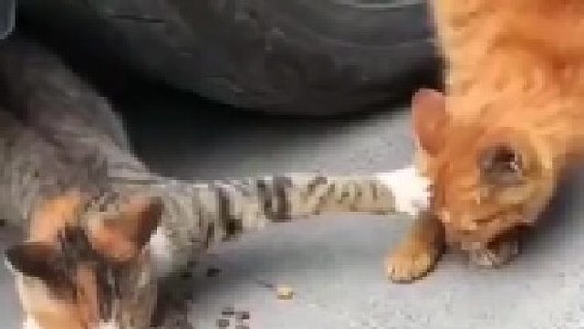 哈哈哈哈让你吃到一粒都算我输