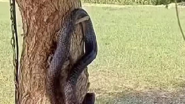 猴哥想把眼镜蛇当辣条吃，看来是不知道眼镜蛇有多阴险哪。