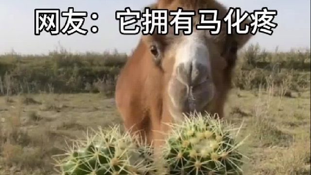 骆驼为啥可以吃仙人球？你知道吗？
