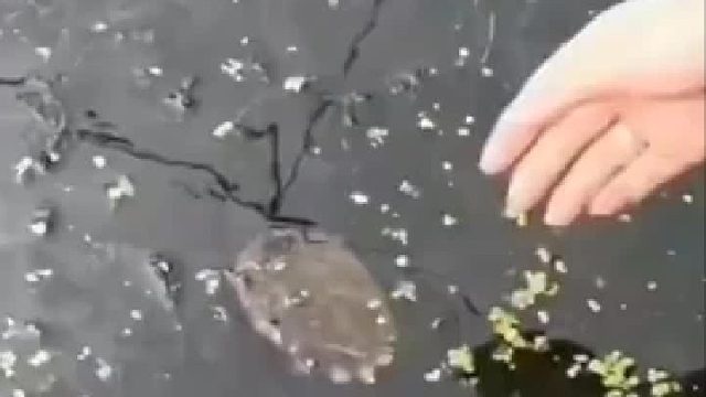 螃蟹的脚是可以再生的