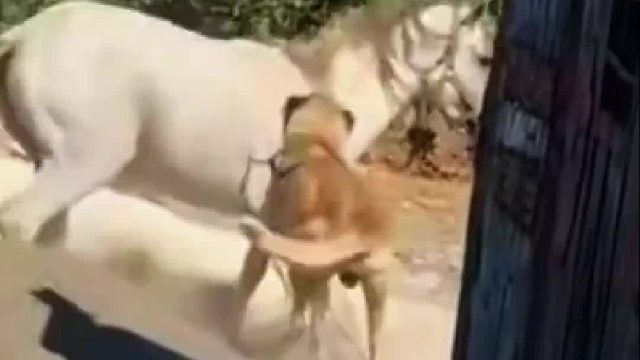 完了，狗子被踢成脑震荡了