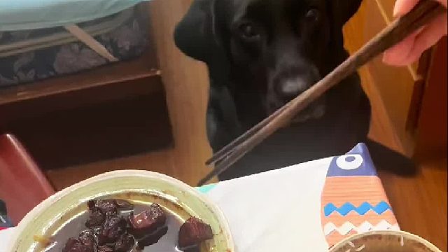 我要是狗狗一巴掌把红烧肉打翻