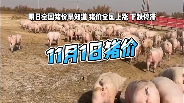 明日11月1日全国猪价早知道！明日猪价全国上涨 生猪价格下跌停滞#猪价行情 #明日猪价 #生猪价格