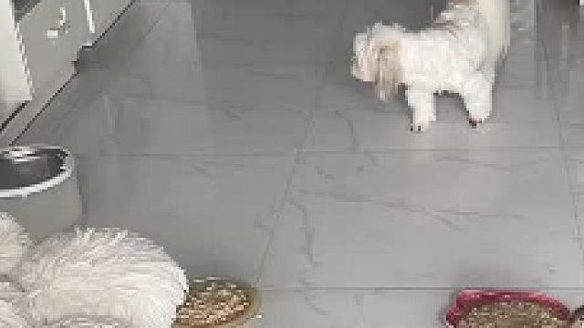 猫：揍你我顺手的事儿 狗：我没有惹你们任何人