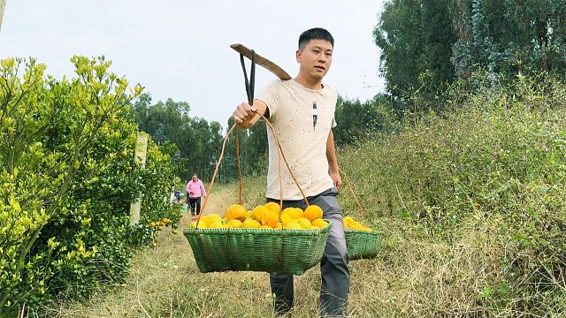 野光帮忙卖橘子，全靠人工挑回家，再苦再累也值得