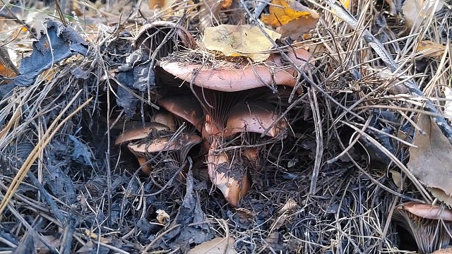 坚持上山捡蘑菇