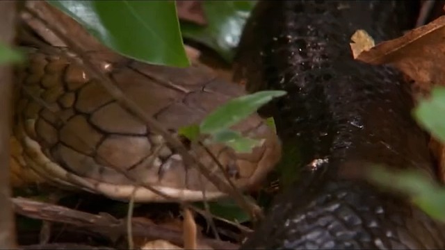 眼镜王蛇生存能力