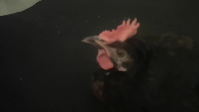 神鸟凤凰吹头就张嘴打哈欠