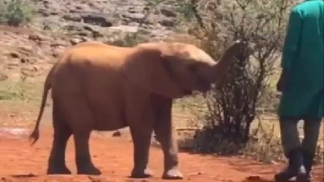 没想到还有这种事，大象把自己鼻子踩了…