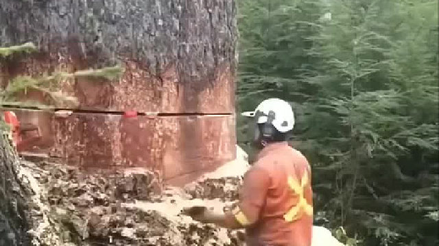 最值钱的木材是哪种