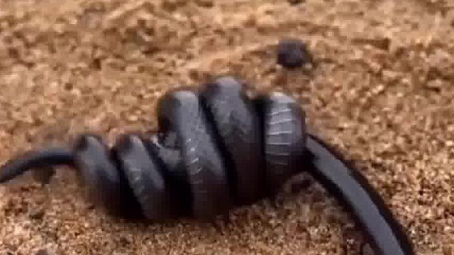 蛇捕杀蛇，卷成麻花了