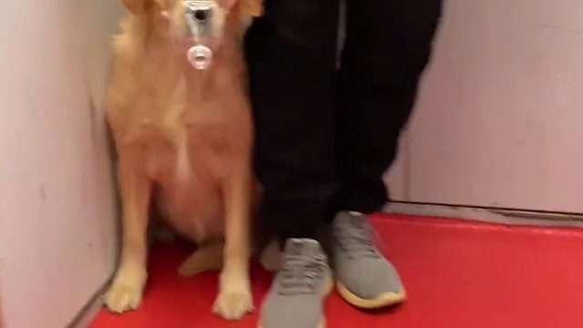 狗狗我呀，这无处安放的爪爪