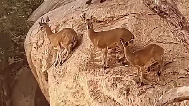 羚羊这个技能能保命