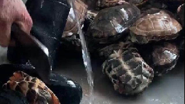 乌龟：破防了家人们