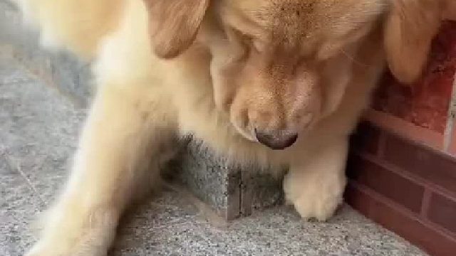 小哥！你不懂！“蝉”是要悟的_，你悟到没！！