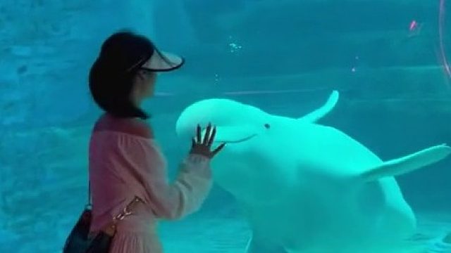 假装走了，突然回头，假装又走了再突然回头～