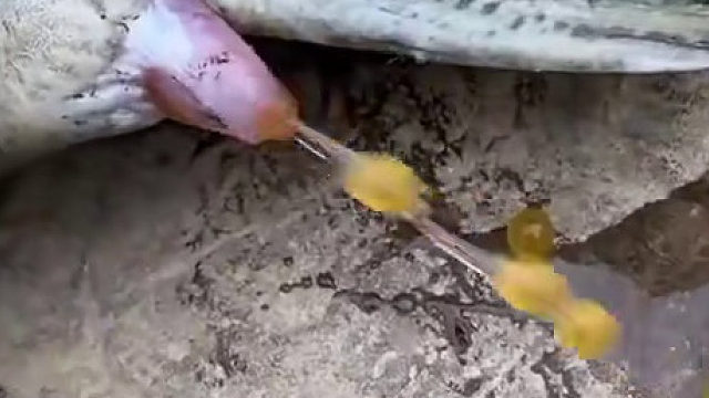 这最少十八胎吧