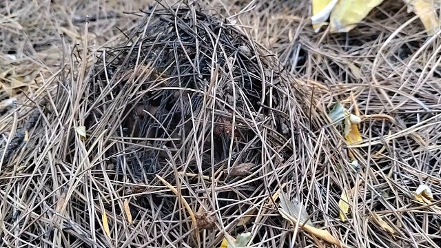 11月份上山捡蘑菇