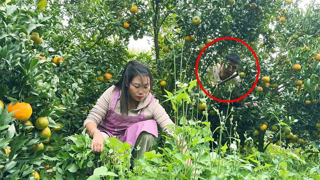 橘子地里有动静，壮着胆子一探究竟，结果让人意外！