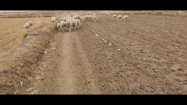 我就是个放羊的