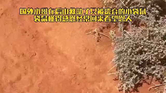国外小哥在后山救助了只被遗弃的小袋鼠，袋鼠懂得感恩经常回来看望恩人