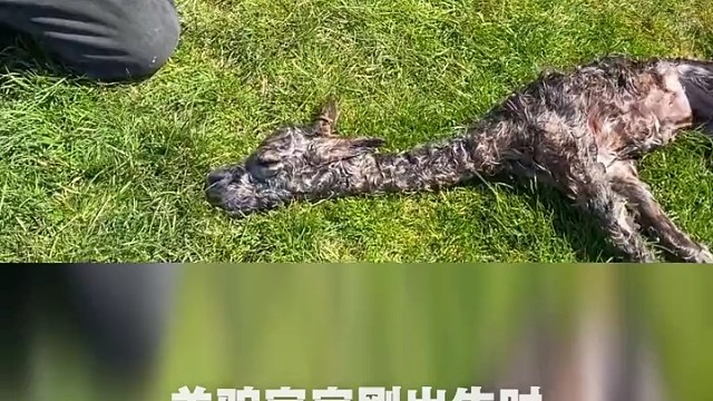 刚出生的羊驼宝宝看起来好丑啊，一点不可爱。