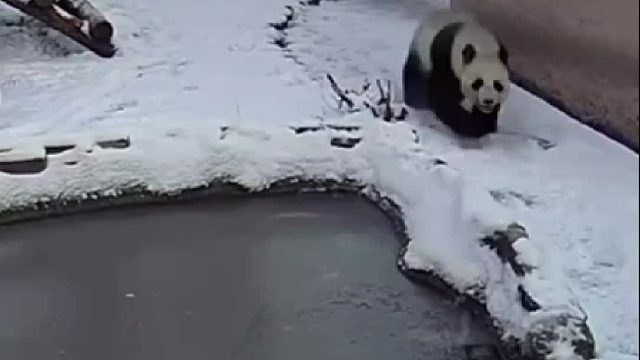 小池塘结冰了，俺去踩踩，踩完了，溜咯