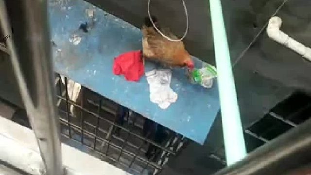 套鸡我还是有一手的